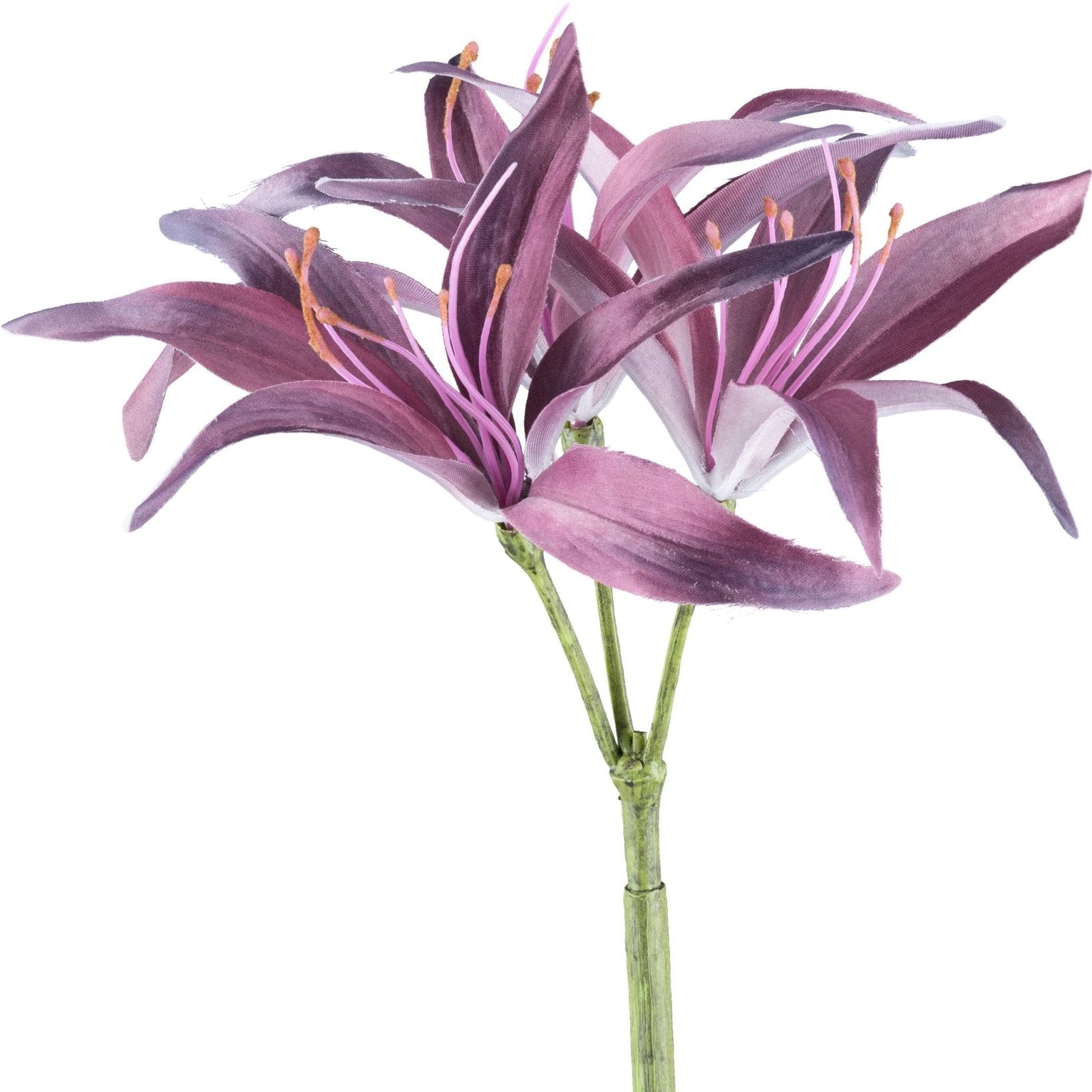 Amethyst Nerine 83cm