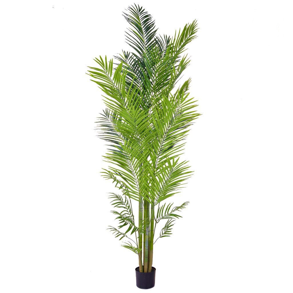 Areca Palm in Pot - 240cm