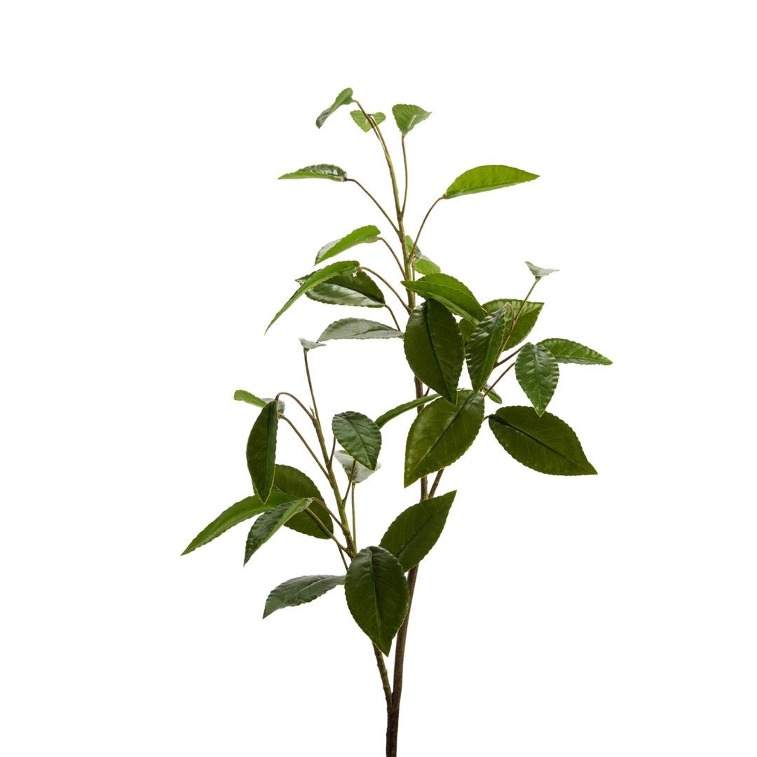Bay Leaf Brunch 80cm