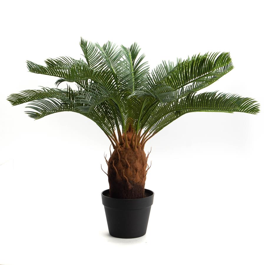 Cycas Revoluta Palm