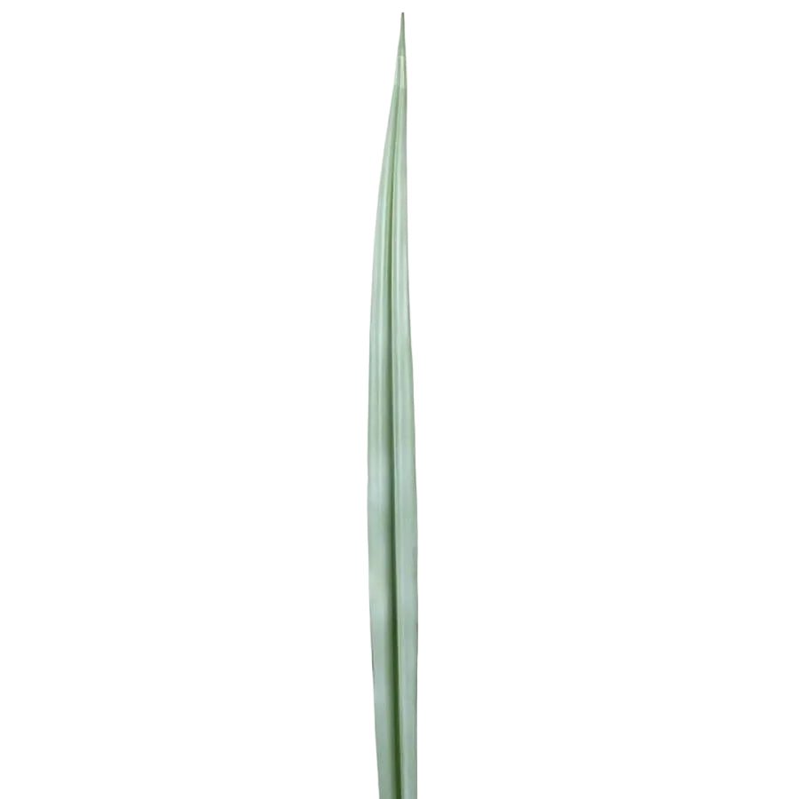 Flax Leaf Green