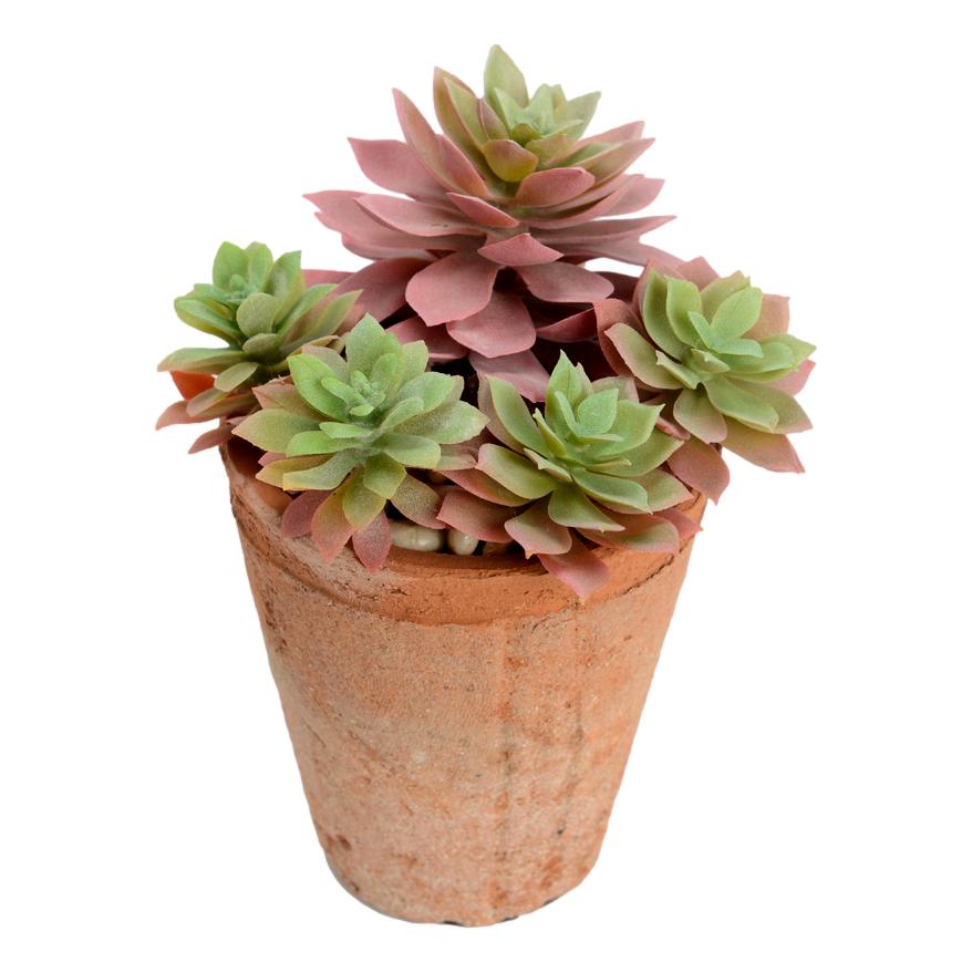 Multi Echeveria in Pot