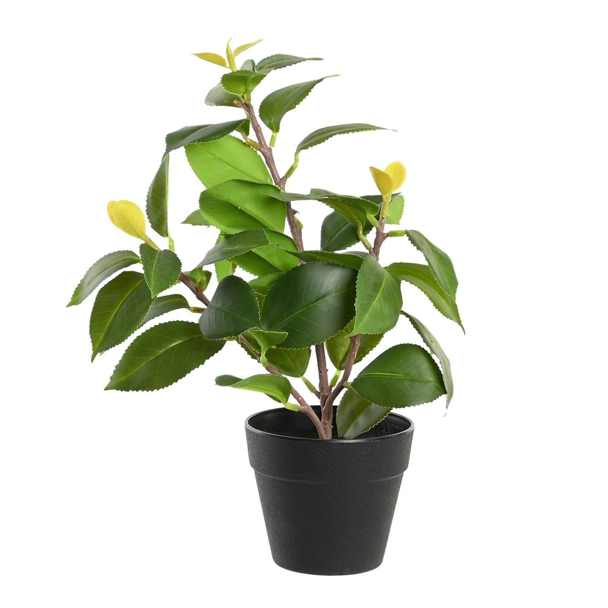 Plant Pot Made of Polyethylene and Polypropylene