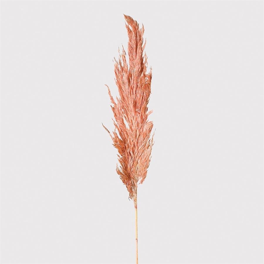 Real Honey Pampas Grass