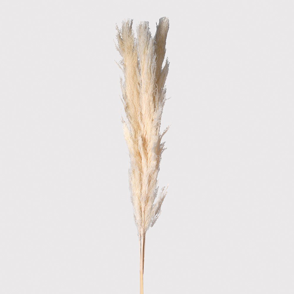 Real White Pampas Grass - 150 cm Tall Decorative Accent