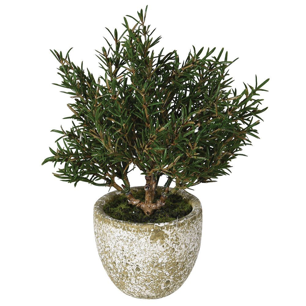Realistic Rosemary Bush in Rustic Clay Pot
