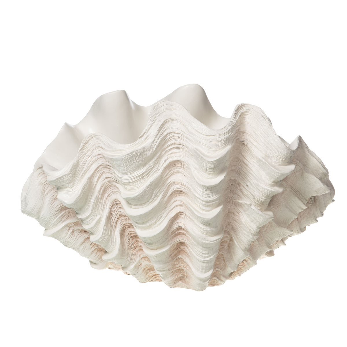 Giant Clam Shell — XXL