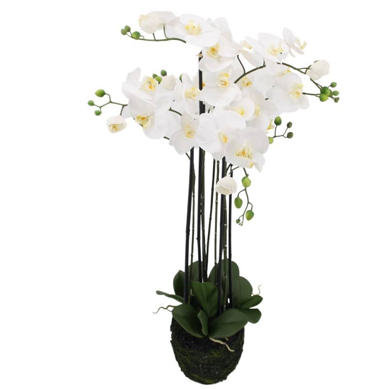 Phalaenopsis x5 in soil, 96 cm, white