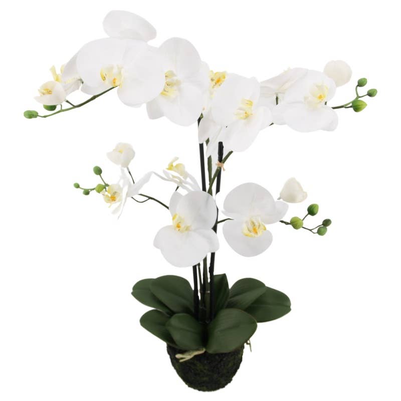 Phalaenopsis x 3 in 75 cm white soil