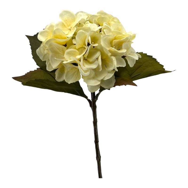 Hydrangea "Dry Look" 54 cm cream