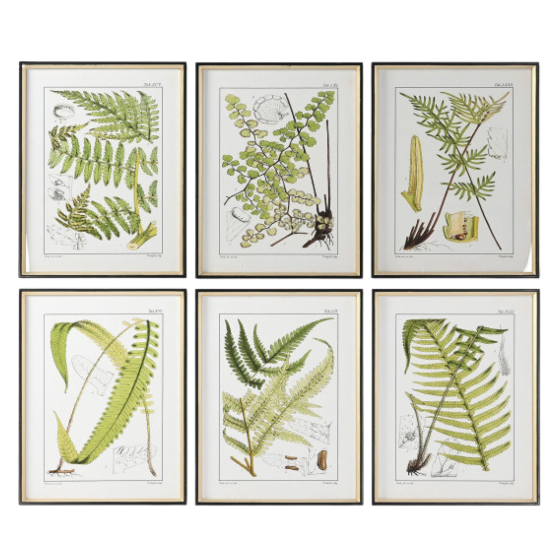 S/6 Fern Paintings