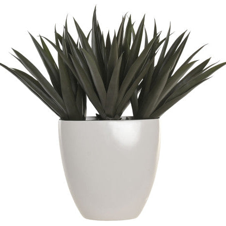 Plant in White Pot