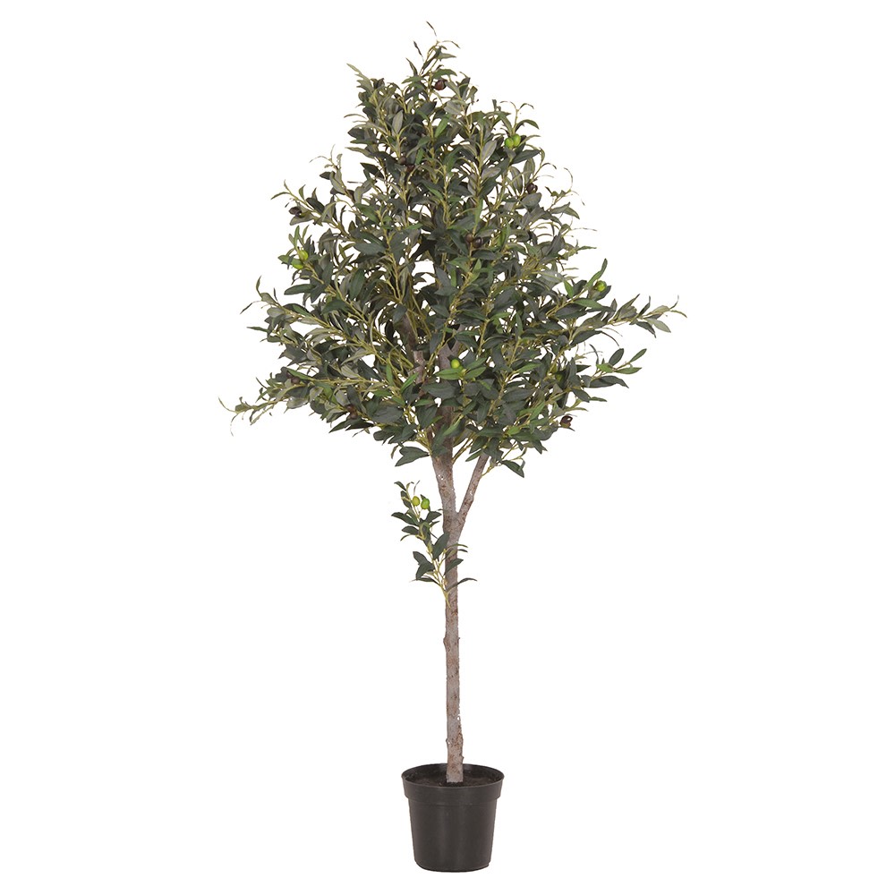 Natural Large Olive Topiary in Black Plastic Pot