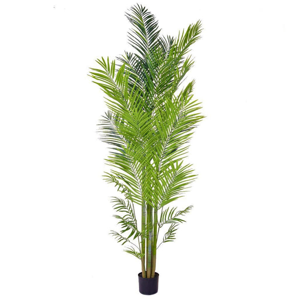 Areca Palm in Pot - 240cm