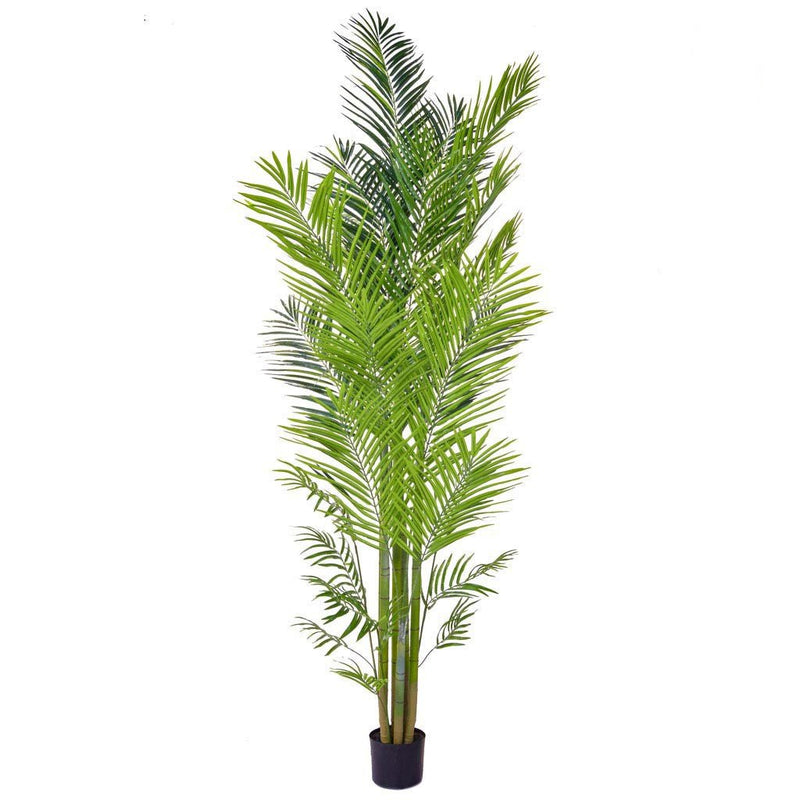 Areca Palm in Pot - 240cm