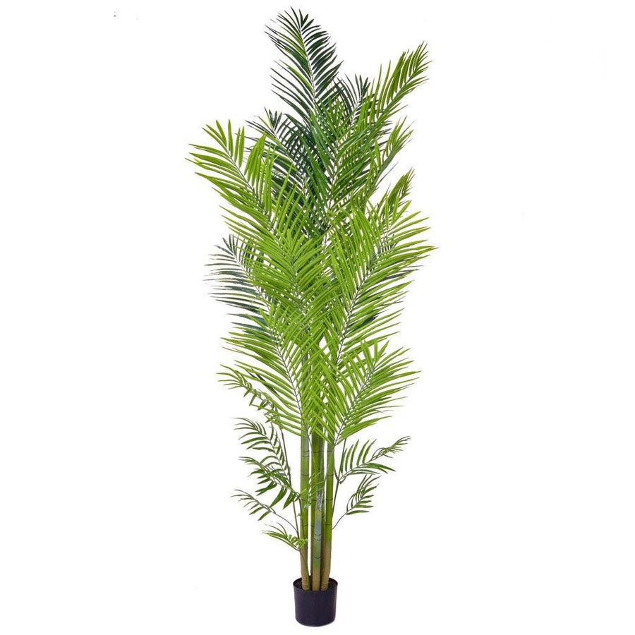 Areca Palm in Pot - 240cm