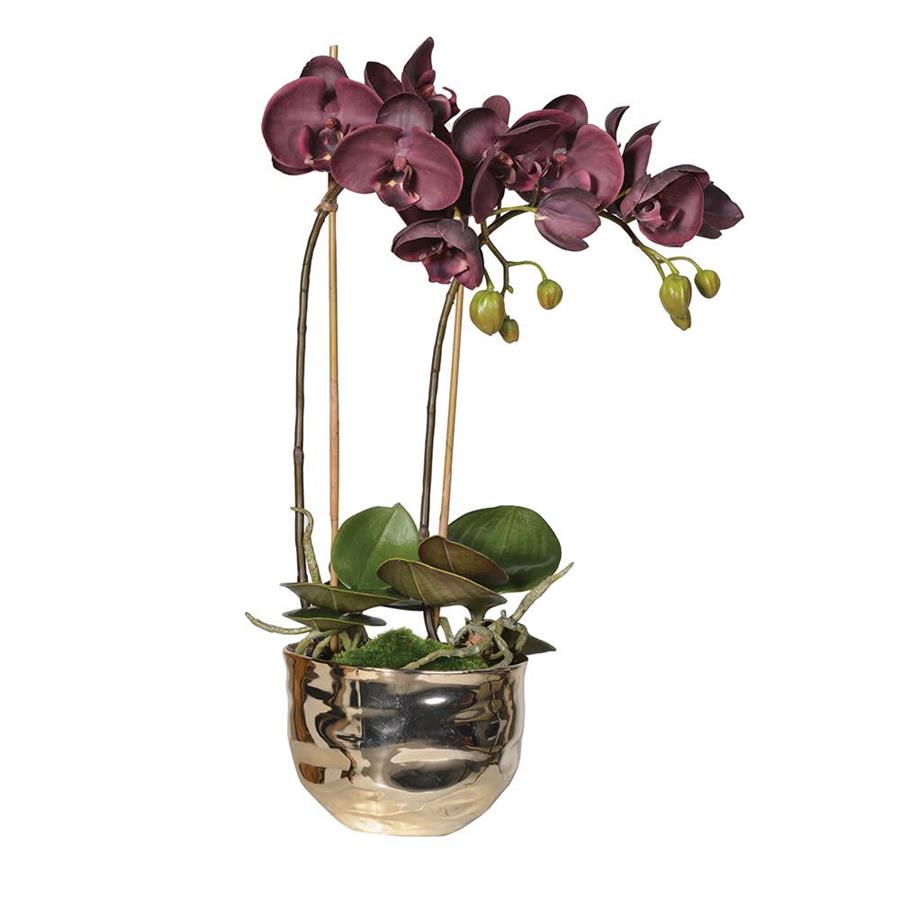 Aubergine Orchid Phalaenopsis in Gold Pot