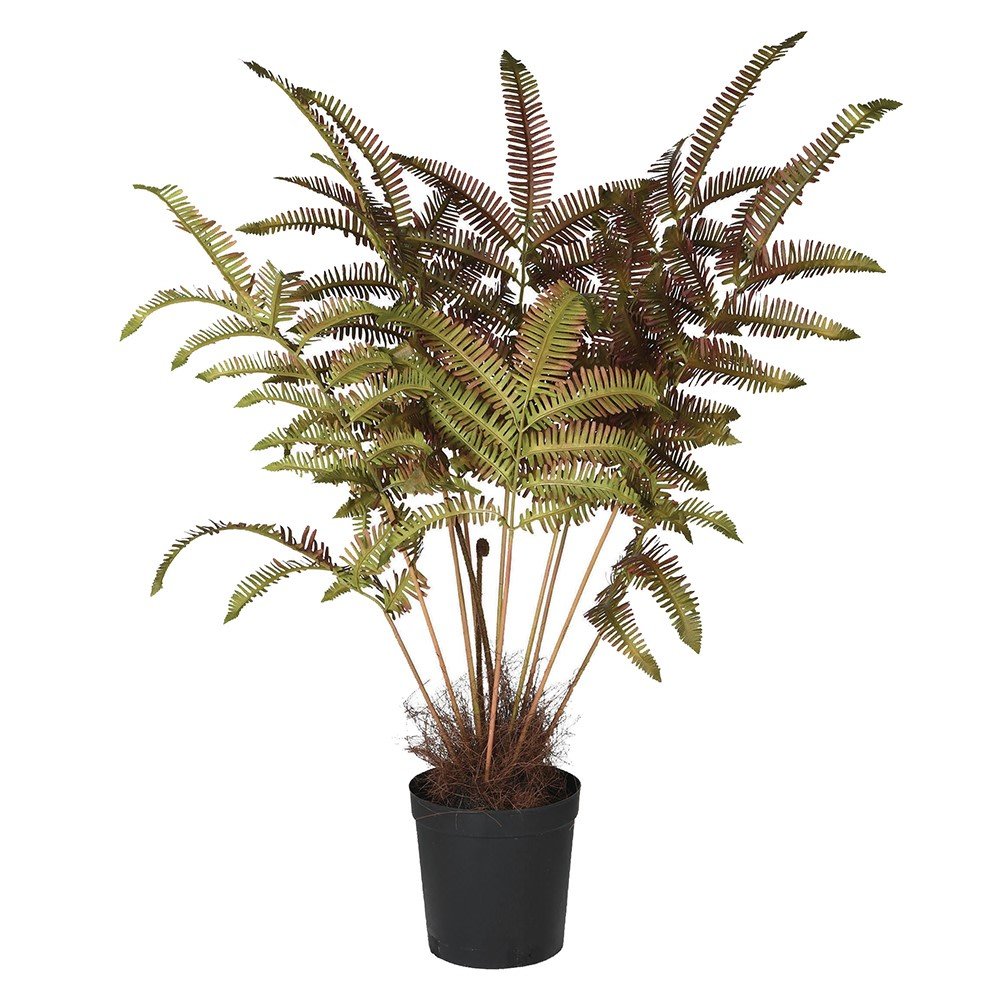 Auburn Forest Fern Plant in Elegant Black Pot