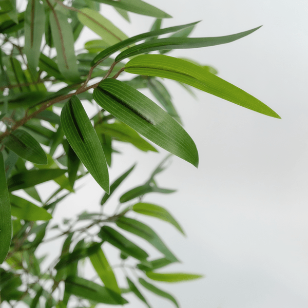 Bamboo Plant 180cm - LUXONAS