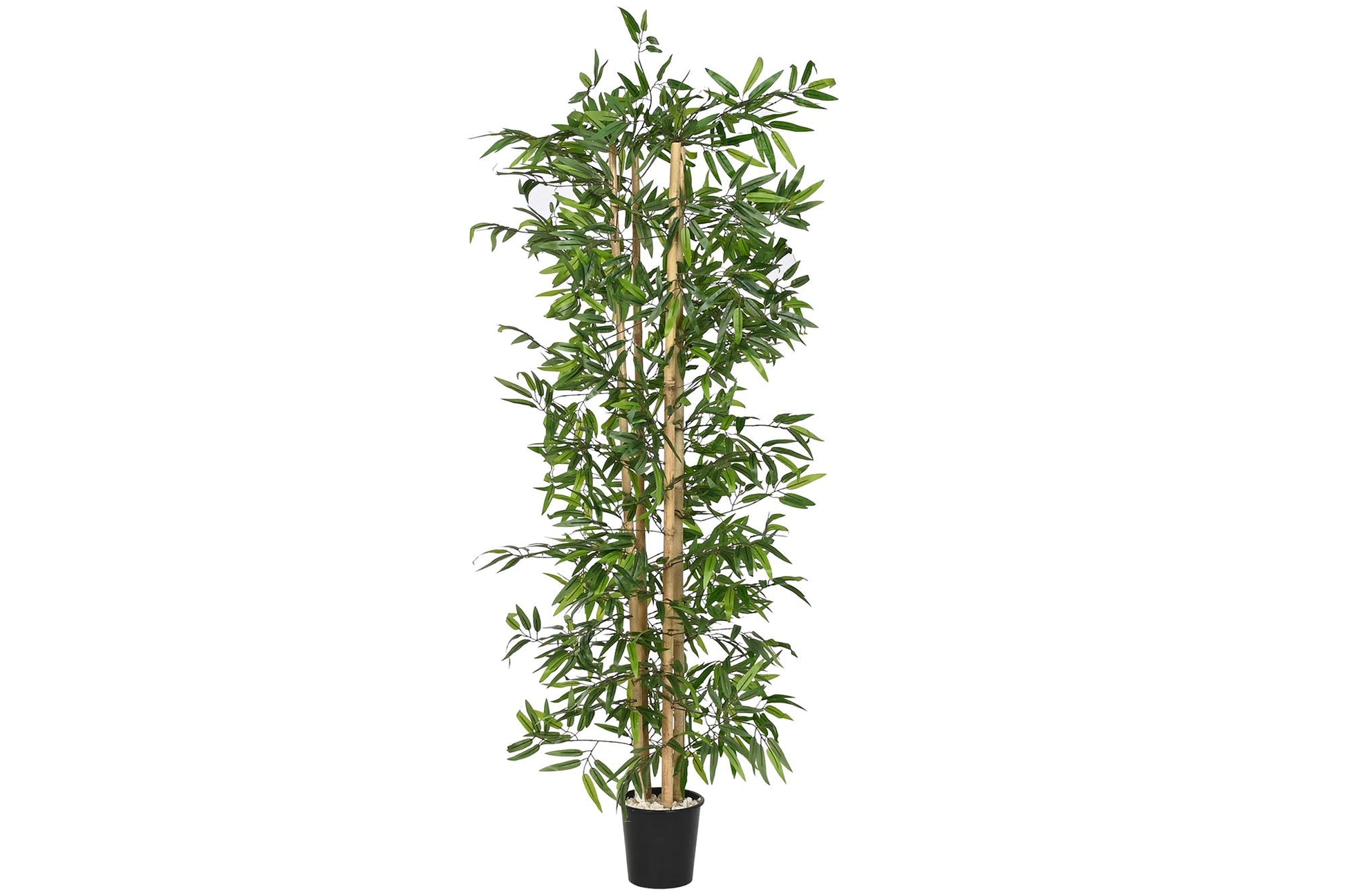 Bamboo Plant 180cm - LUXONAS