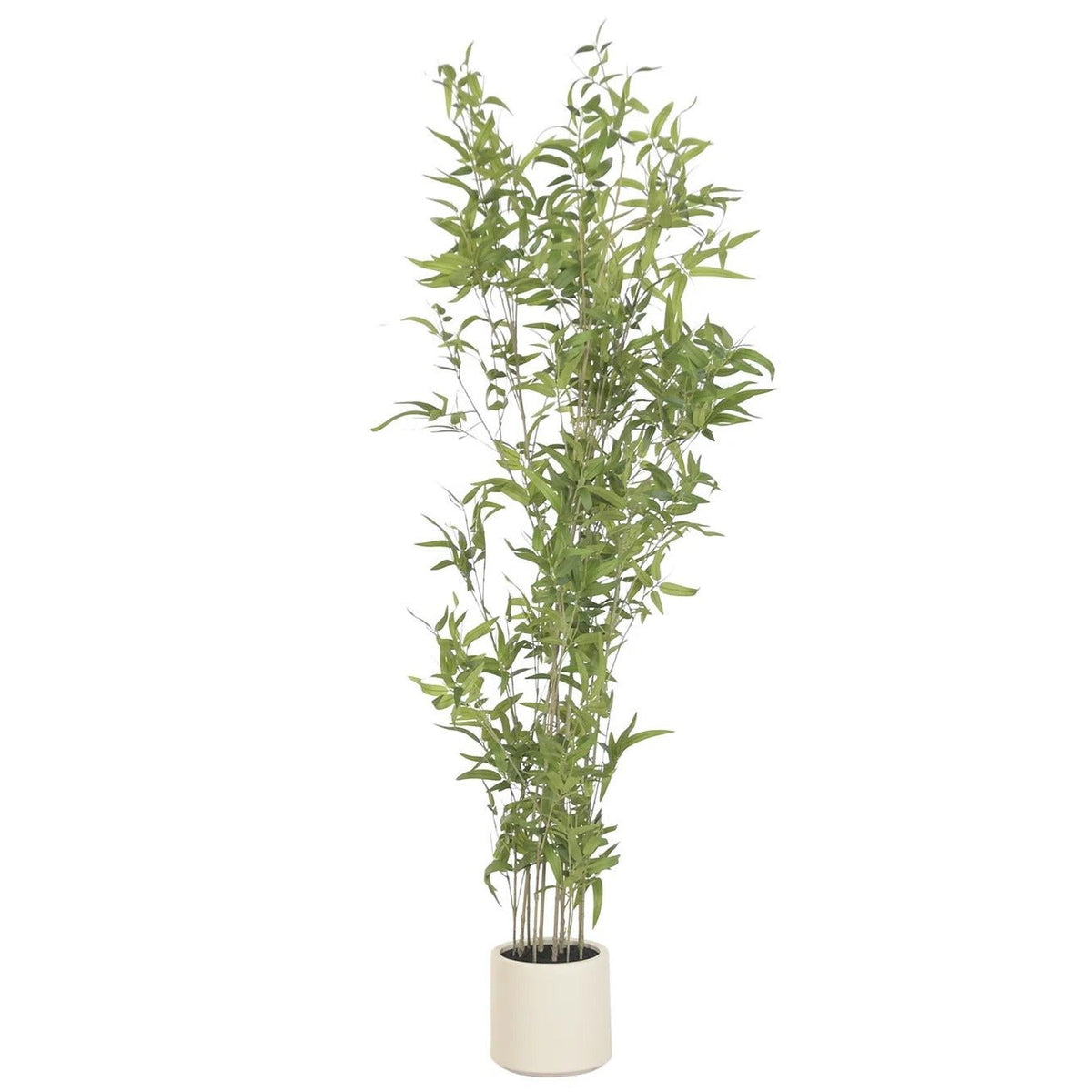 Bamboo Plant w/Cement pot