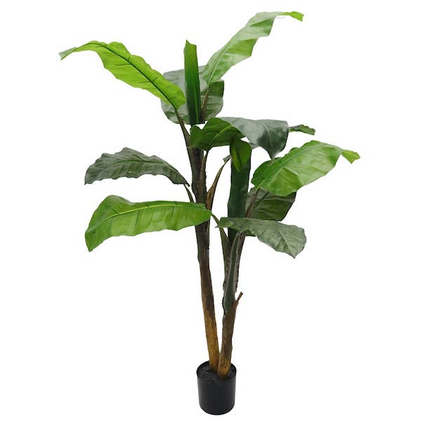 Banana tree in pot 120 cm green