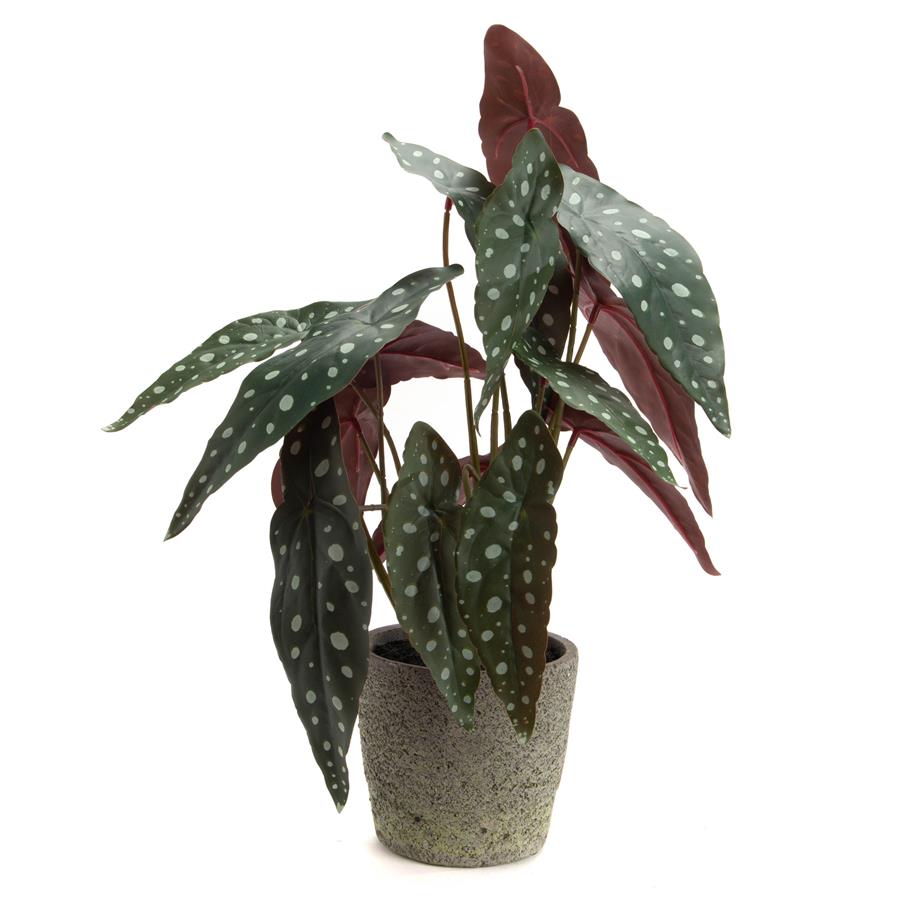 Begonia Maculata in Pot