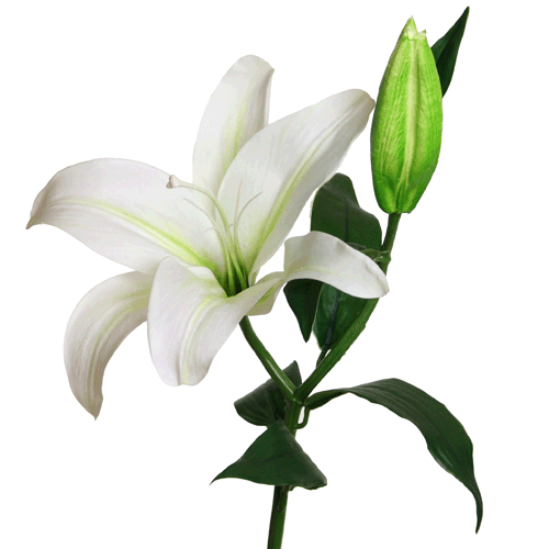 Casablanca lily 68 cm white