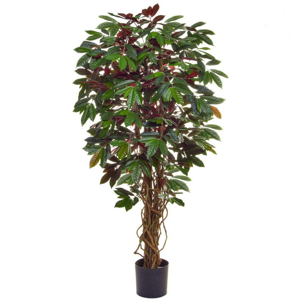 Capensia Plant in Pot 120cm - LUXONAS