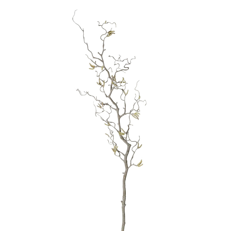 Contorted Willow Branch with Catkins