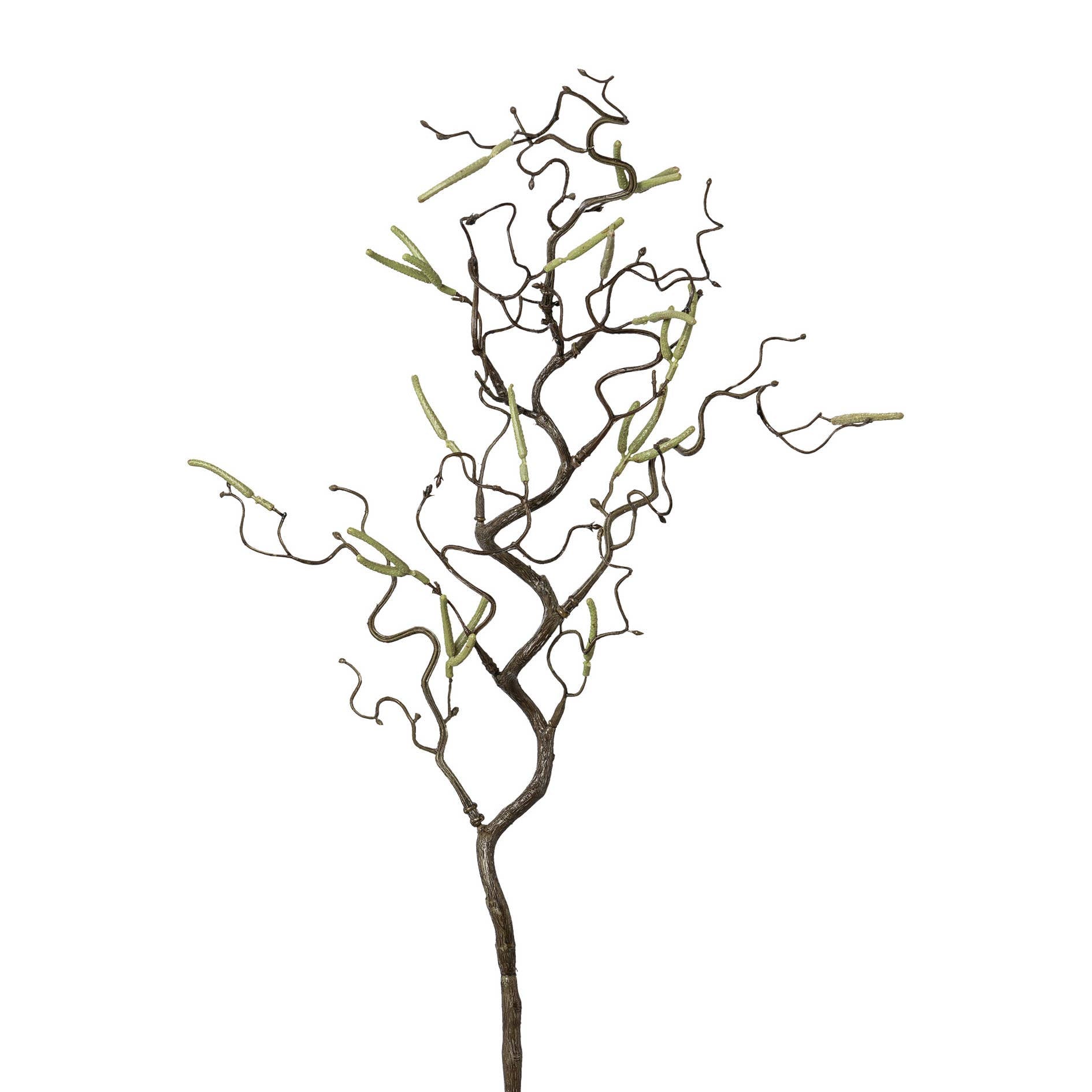 Corkscrew Hazel, 69cm, Green - LUXONAS