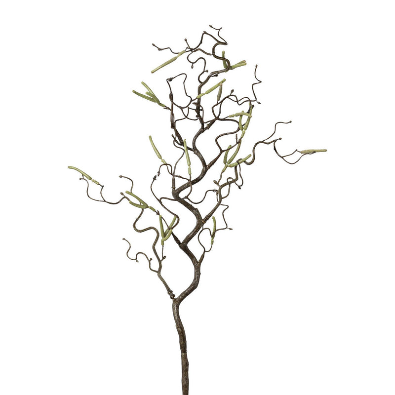 Corkscrew Hazel, 69cm, Green