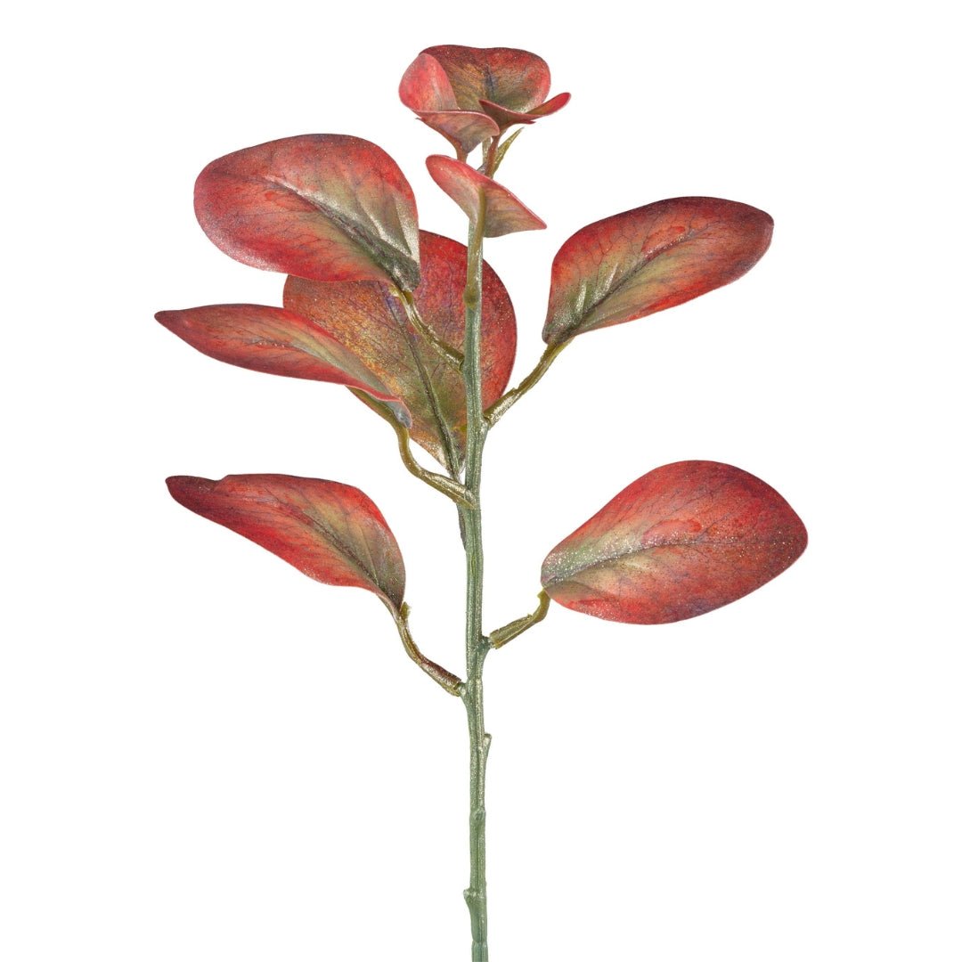 Cotinus Sandstone Red 32cm - LUXONAS