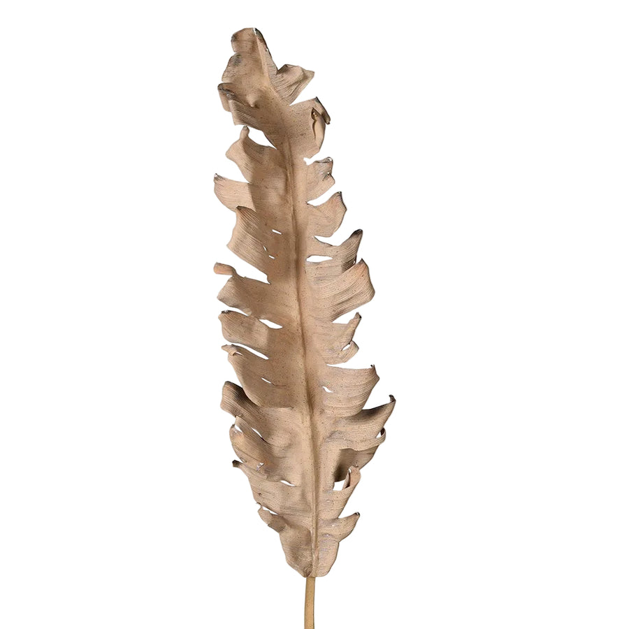 Dried Banana Leaf