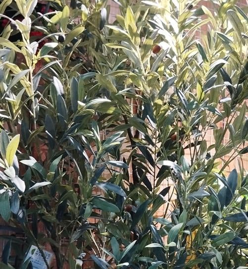 Faux Olive Tree  220 cm