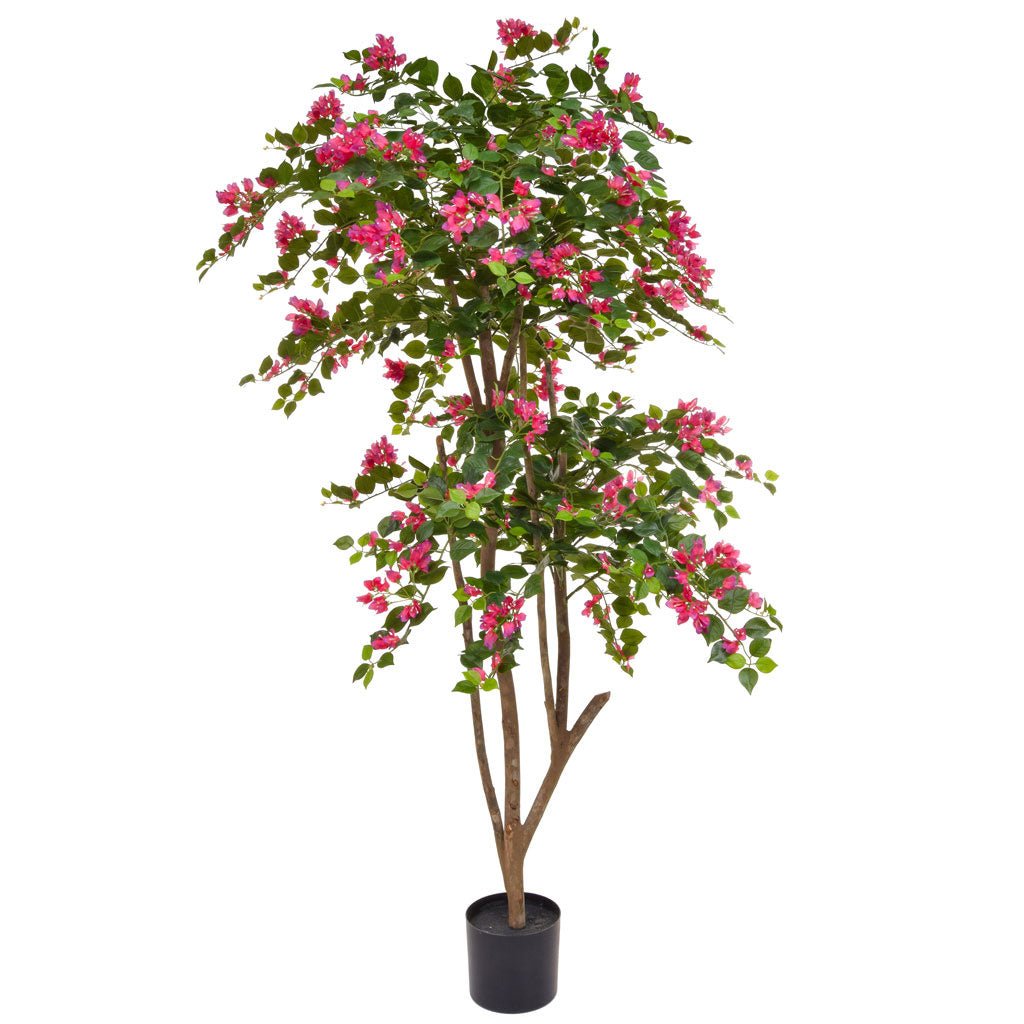 Flowering Pink Bougainvillea with Pot - LUXONAS