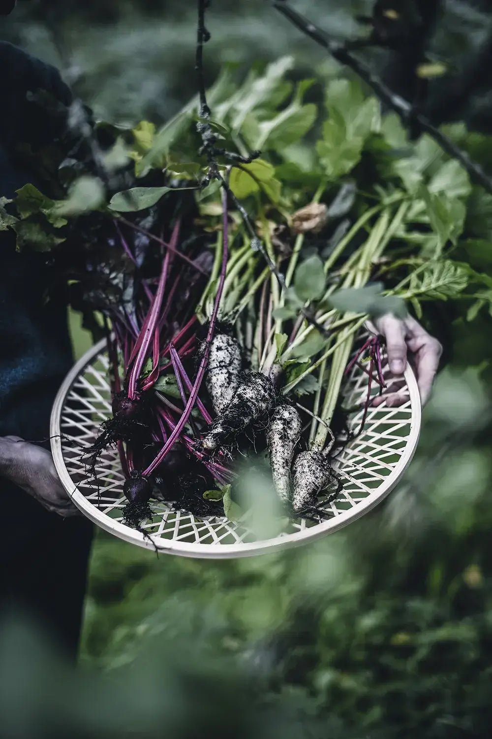 From Oven to Table Book - LUXONAS