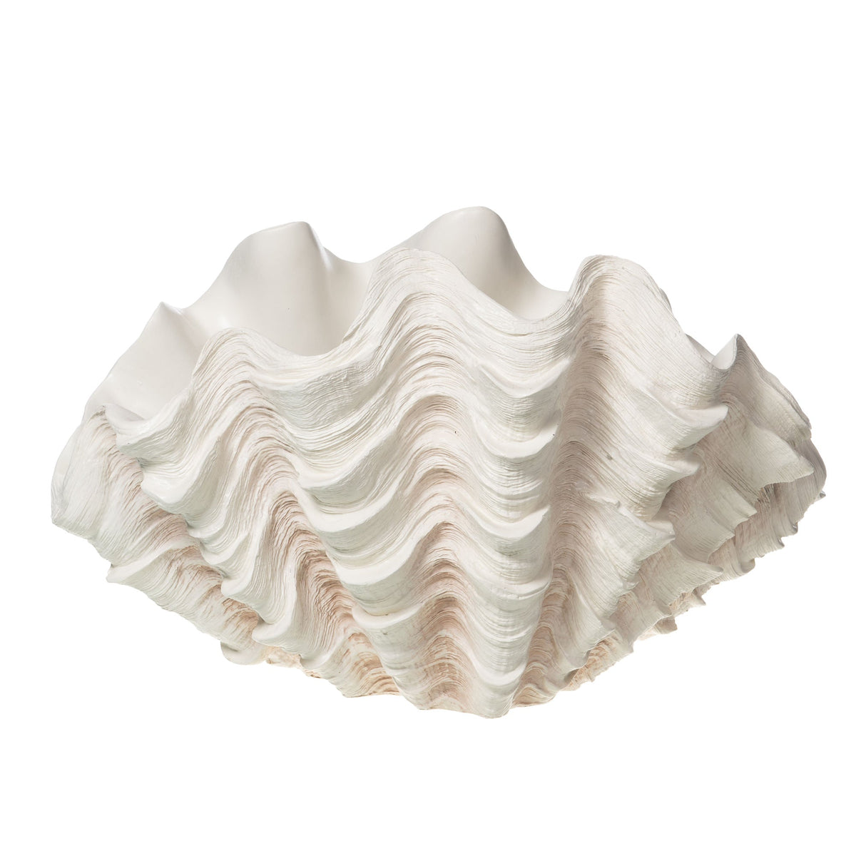 Giant Clam Shell — XXL