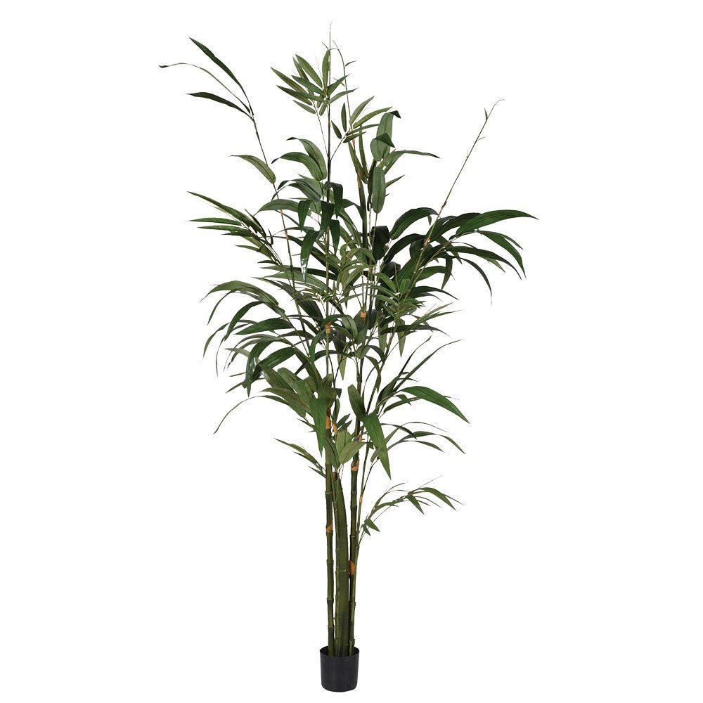 Green Bamboo Palm Tree in Small Black Pot
