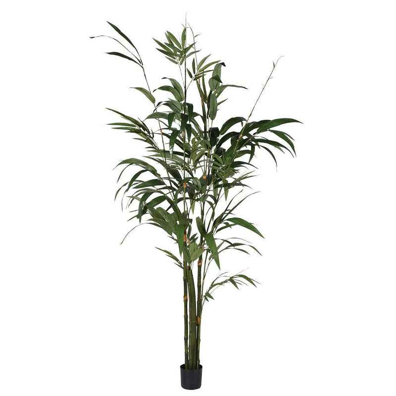 Green Bamboo Palm Tree in Small Black Pot