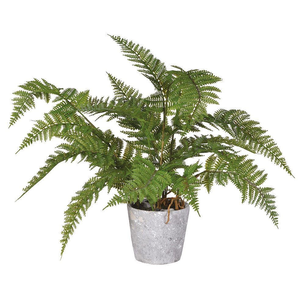 Green Bracken Fern Plant in Grey Cement Pot - LUXONAS HOME
