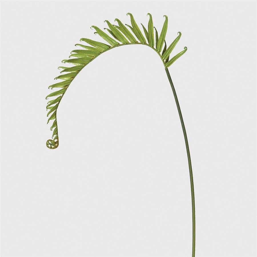 Green Dragon Fern - LUXONAS