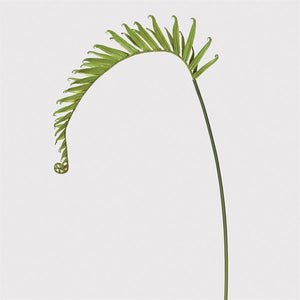 Green Dragon Fern - LUXONAS