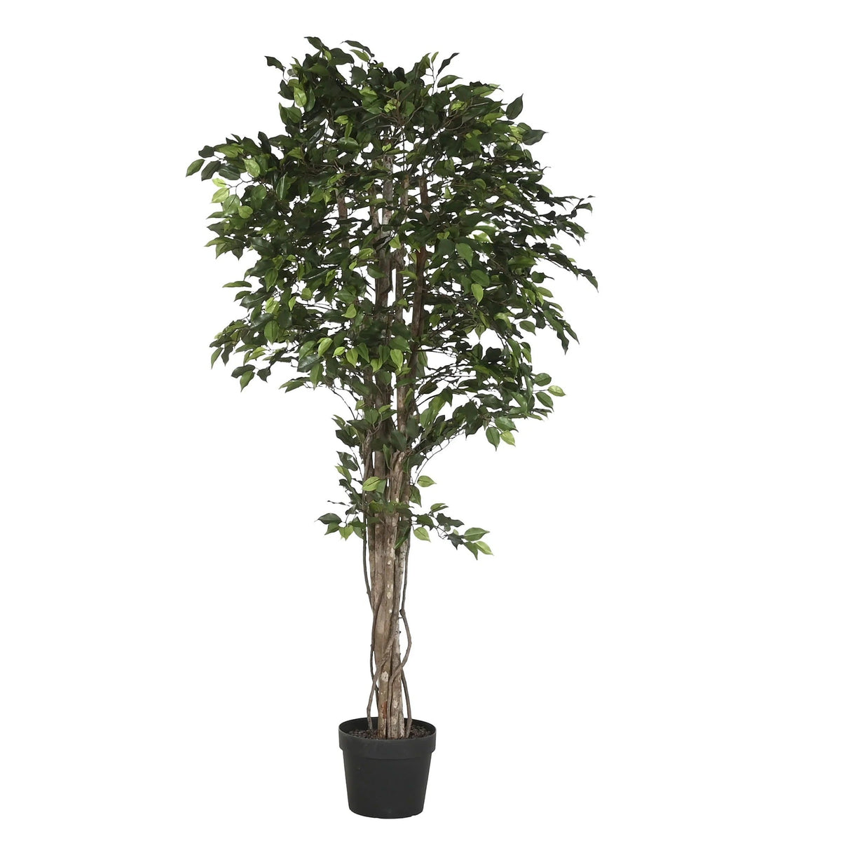 Green Ficus Tree 216cm