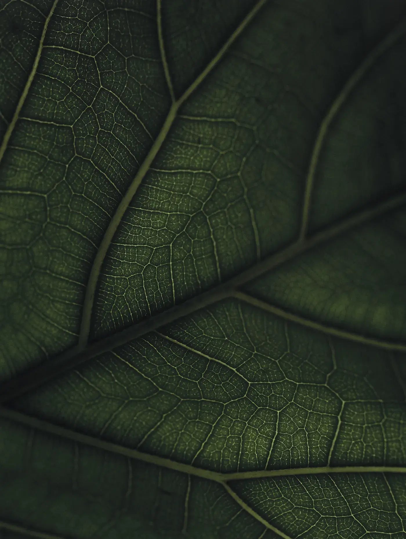 Green Home Book - LUXONAS