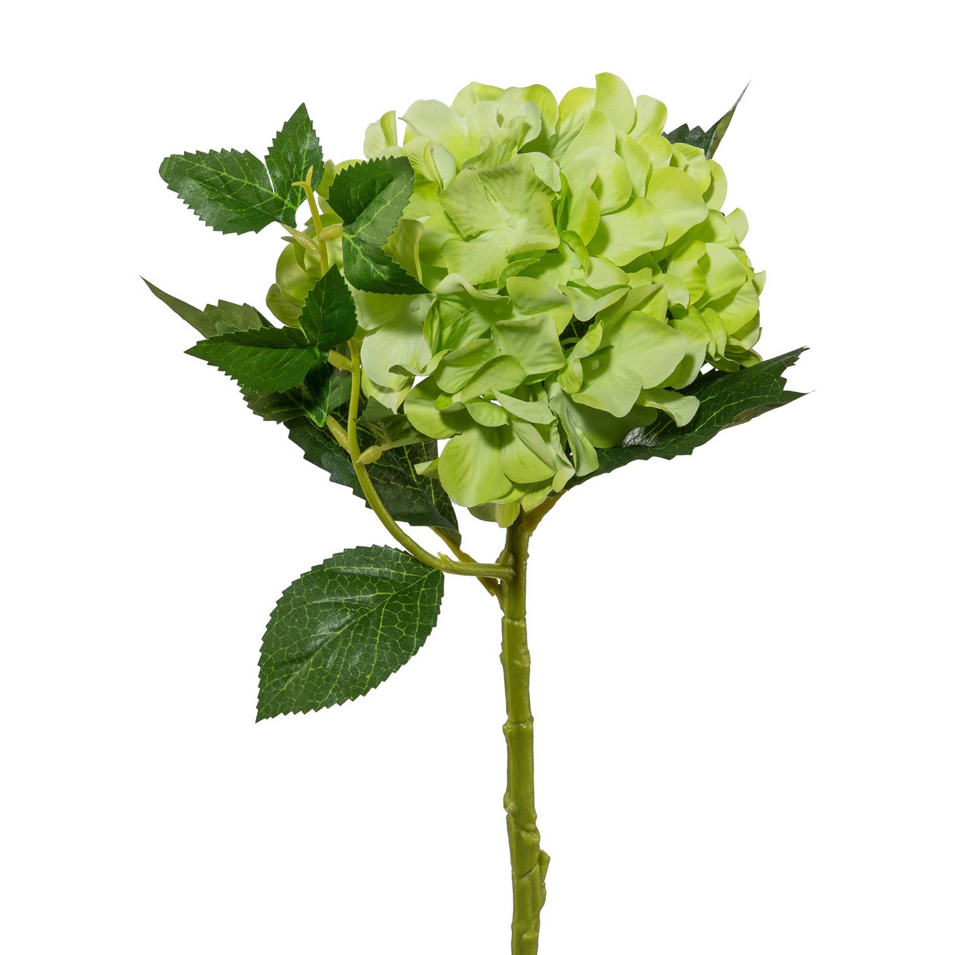 Green Hydrangea 46cm - LUXONAS