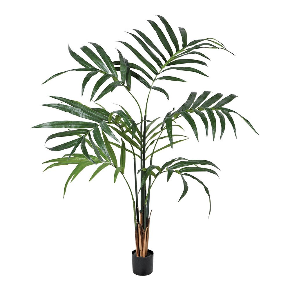 Green Kentia Palm in Pot - 152cm