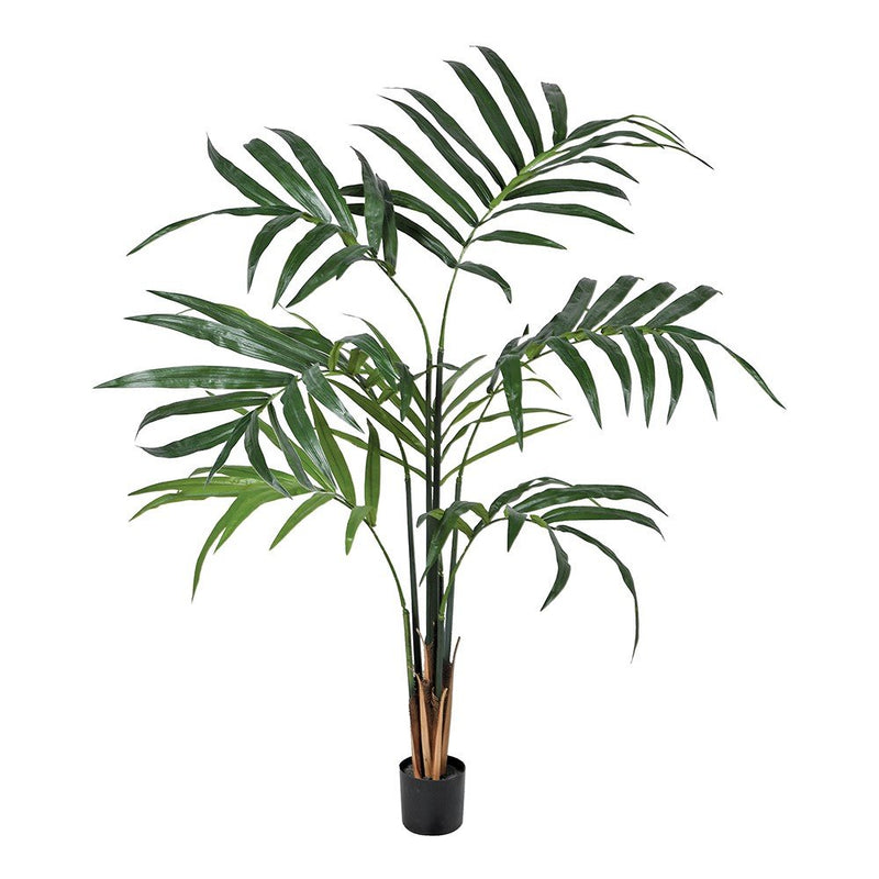 Green Kentia Palm in Pot - 152cm