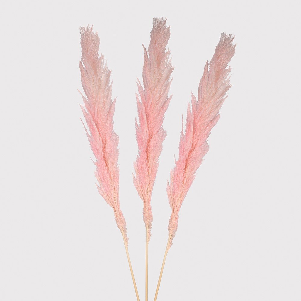 Large Pink Pampas Grass - LUXONAS