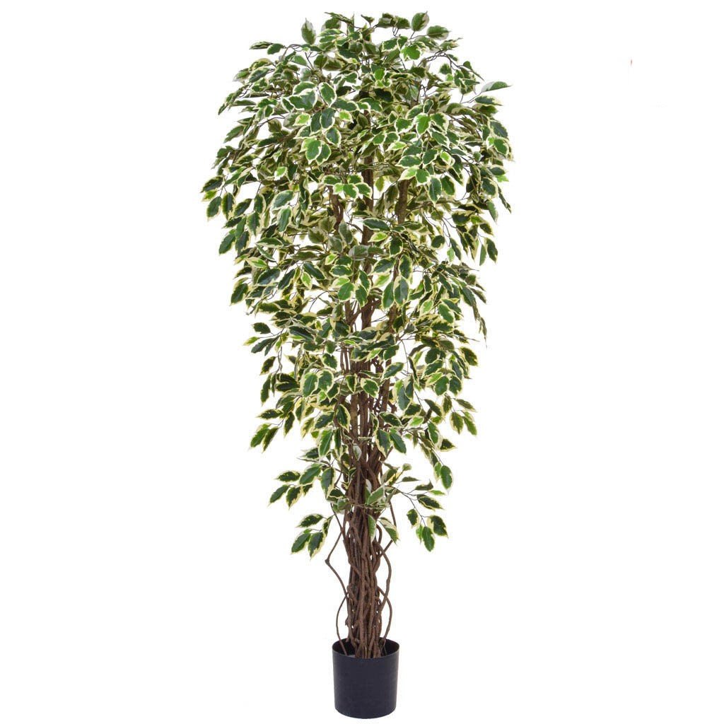 Liana Ficus Tree in Pot 180cm - LUXONAS